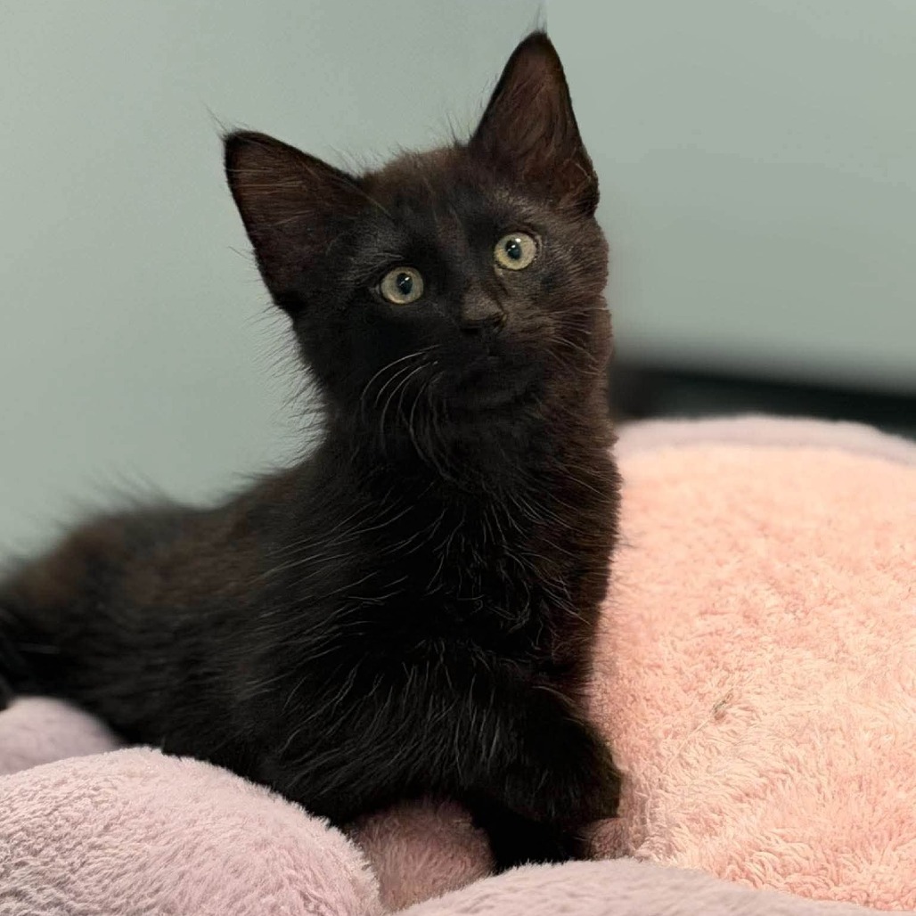RAJ - Domestic Longhair available for adoption