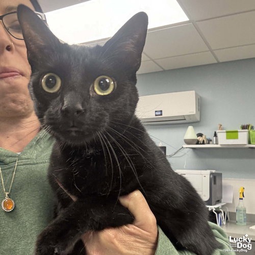 GREGORY - Domestic Shorthair available for adoption