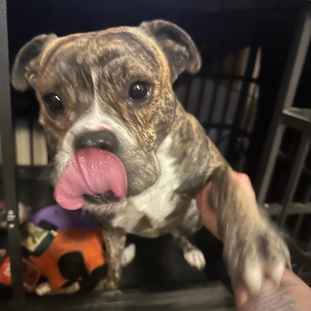 Good Boi, photo 10