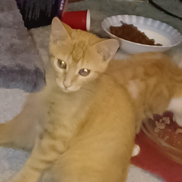 Garfield, available for adoption