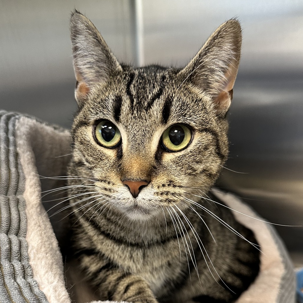 CHECKERS - Domestic Shorthair available for adoption