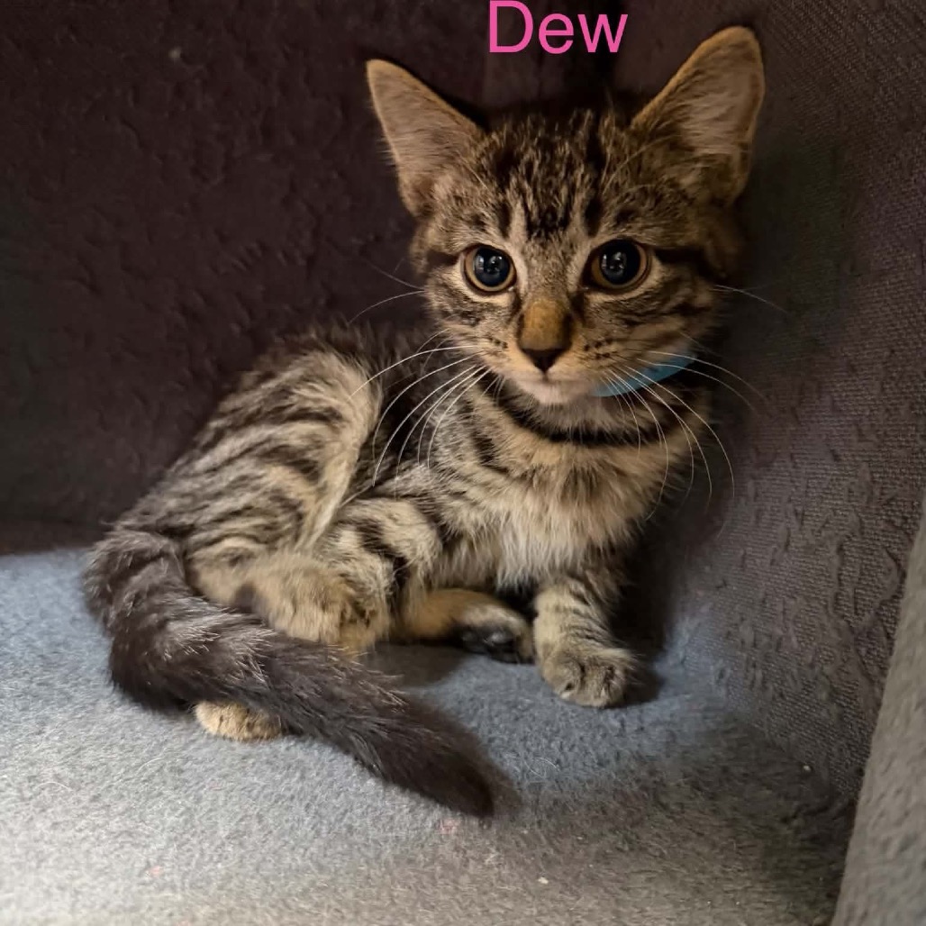 Dew