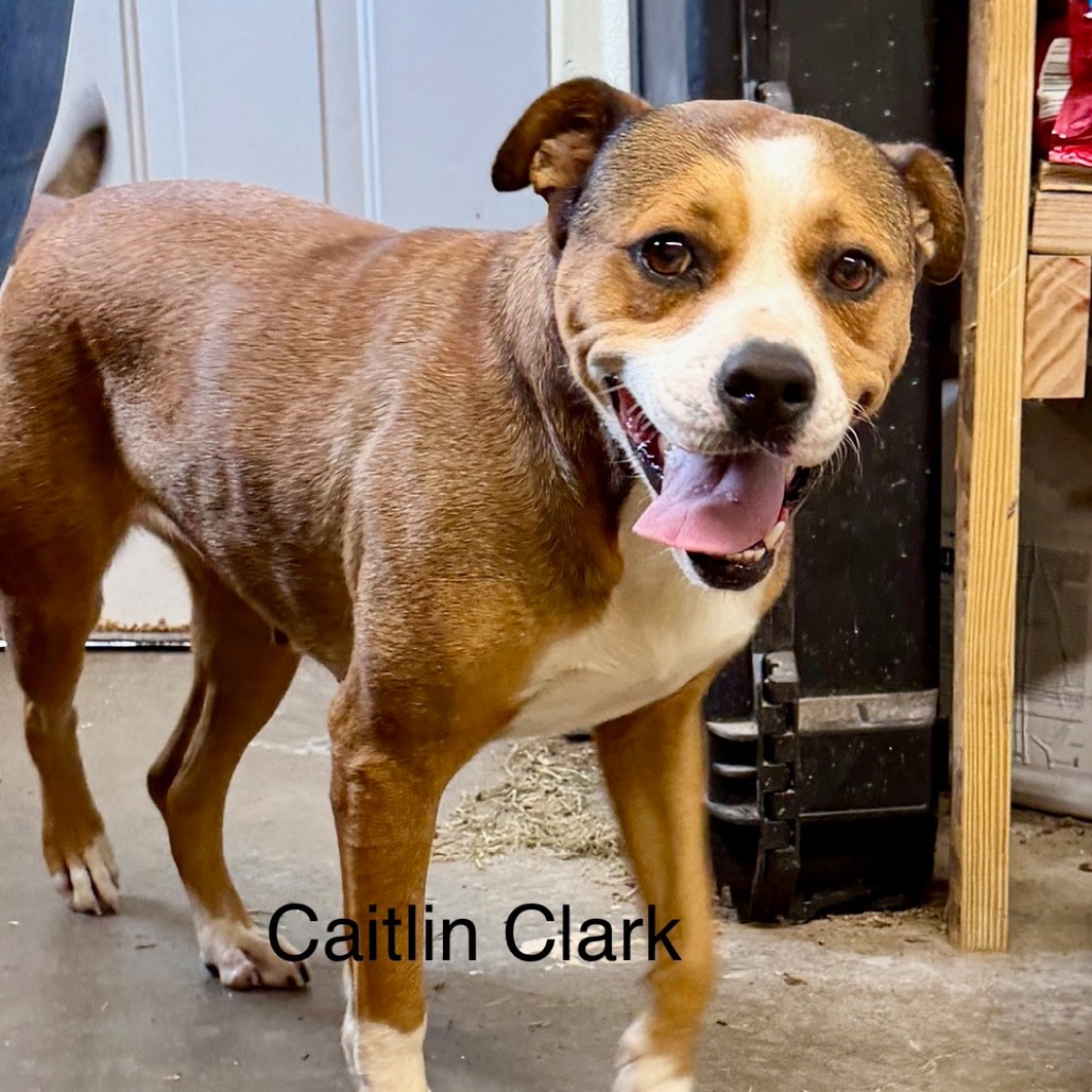 CAITLIN CLARK - Shepherd available for adoption