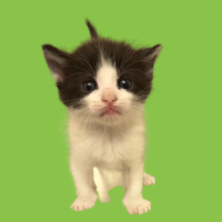  Photo of TUSC-Stray-82275