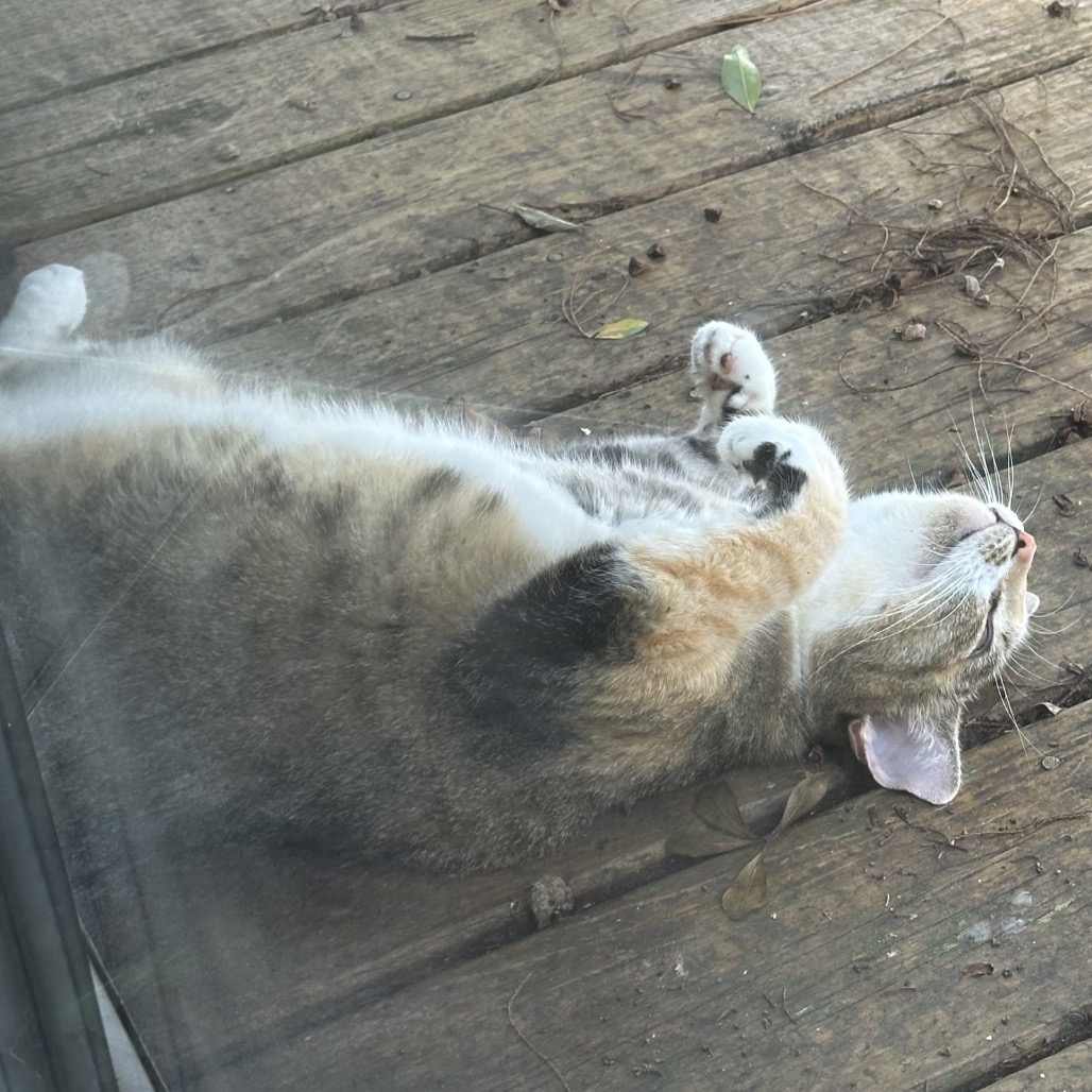 FRANNIE, photo 3