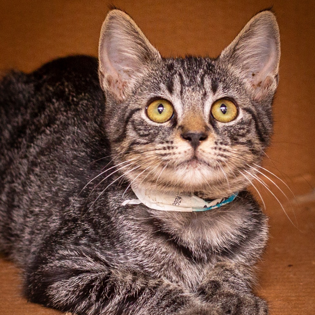 ATTIC - Domestic Shorthair available for adoption