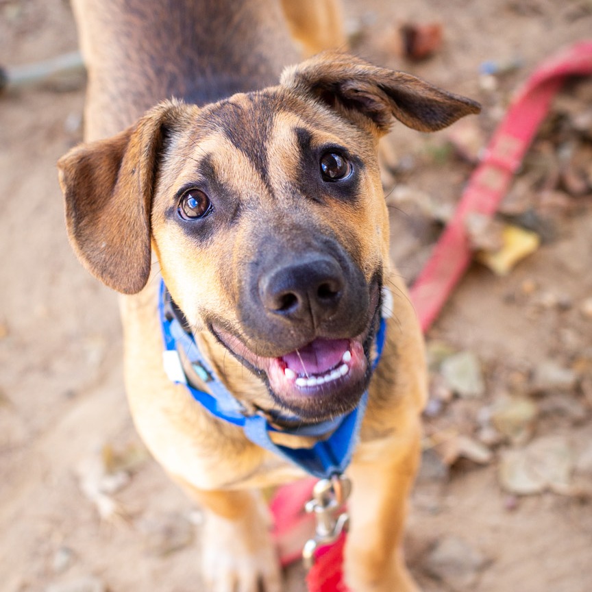 DRACO - Shepherd / Mix available for adoption