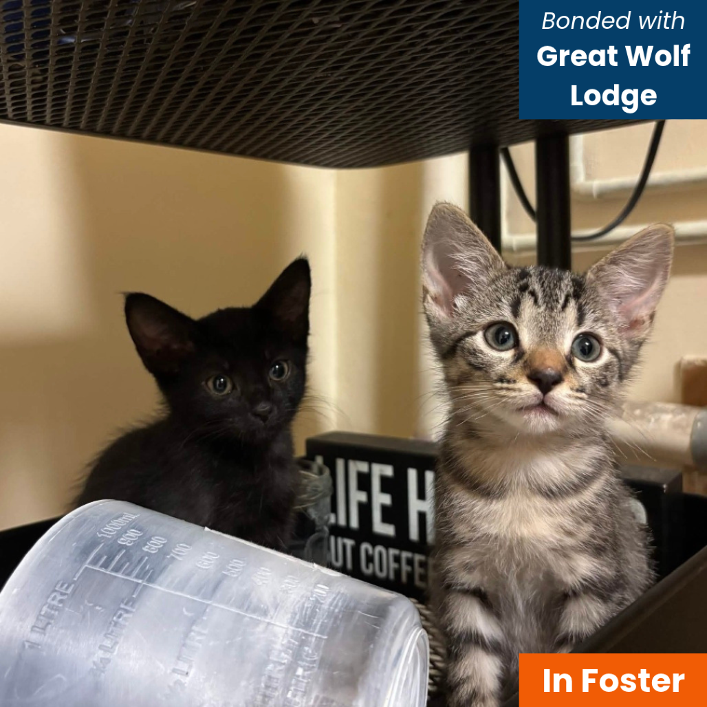 RAINFOREST CAFE - Domestic Shorthair available for adoption