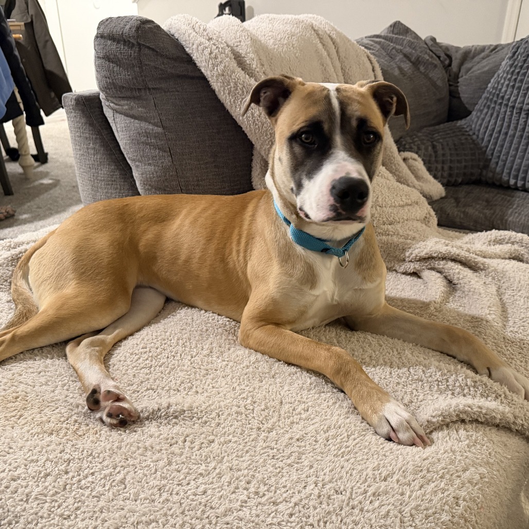 HONEY - Mixed Breed (Medium) available for adoption