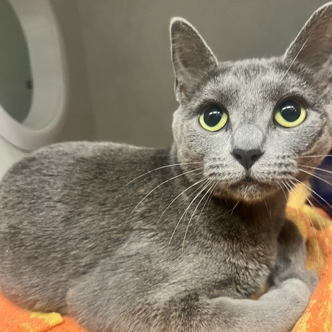 MAMA JUNE - Domestic Shorthair available for adoption