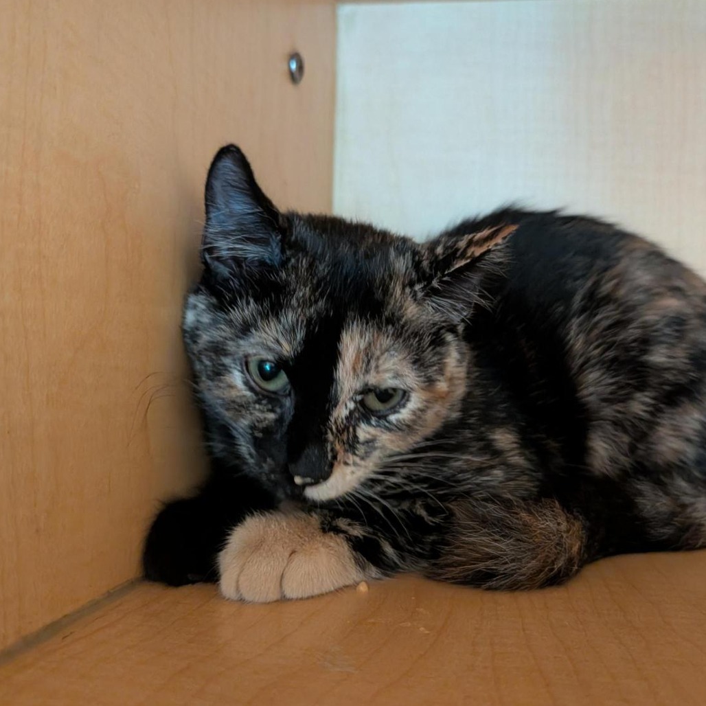 TORU - Domestic Shorthair available for adoption