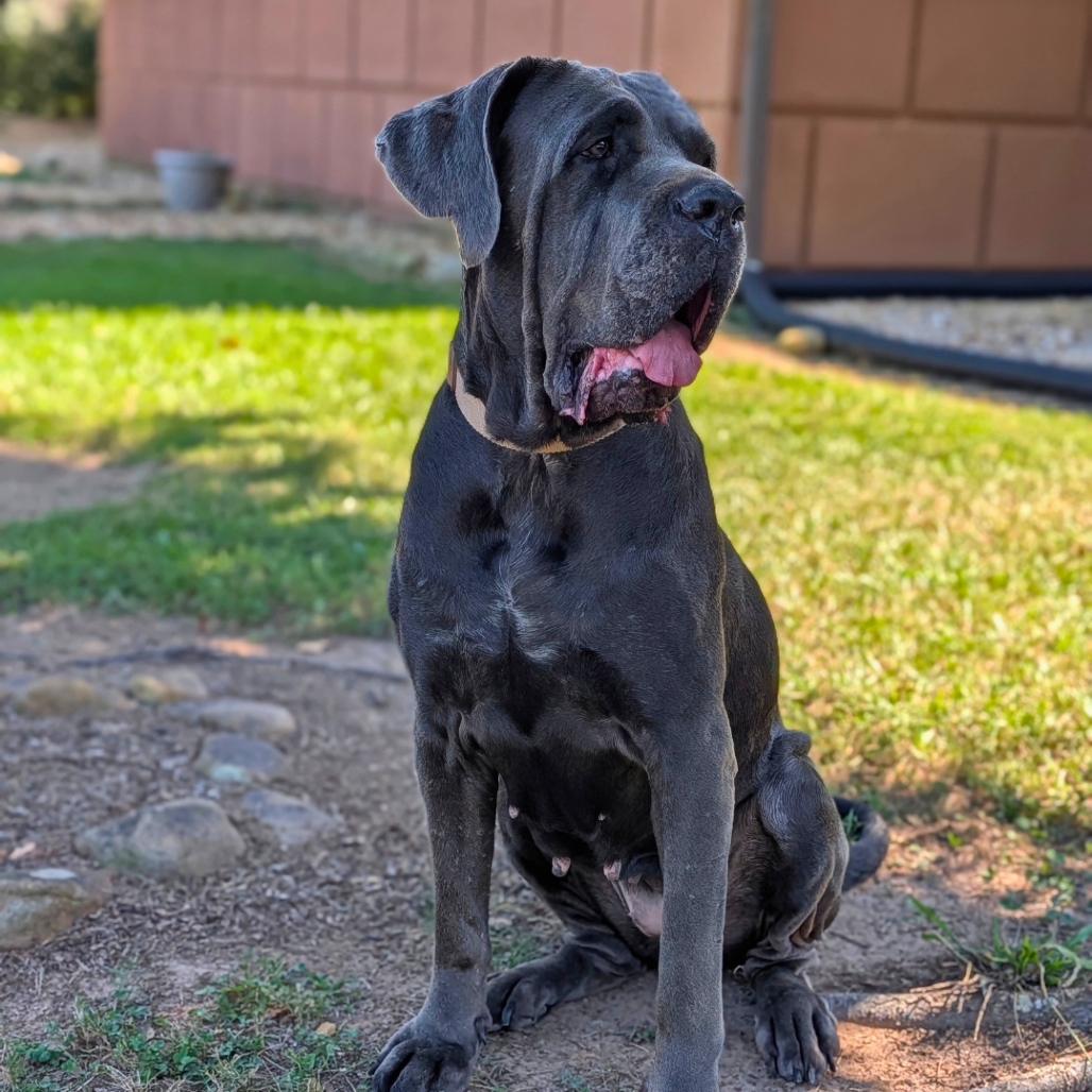 Miss Maple(HW+) 03-0442, photo 11