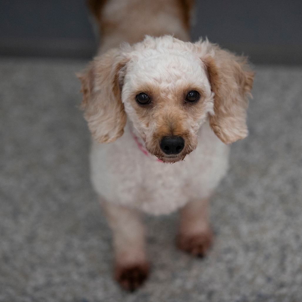 LEAH (AG26-18) - Poodle / Miniature available for adoption