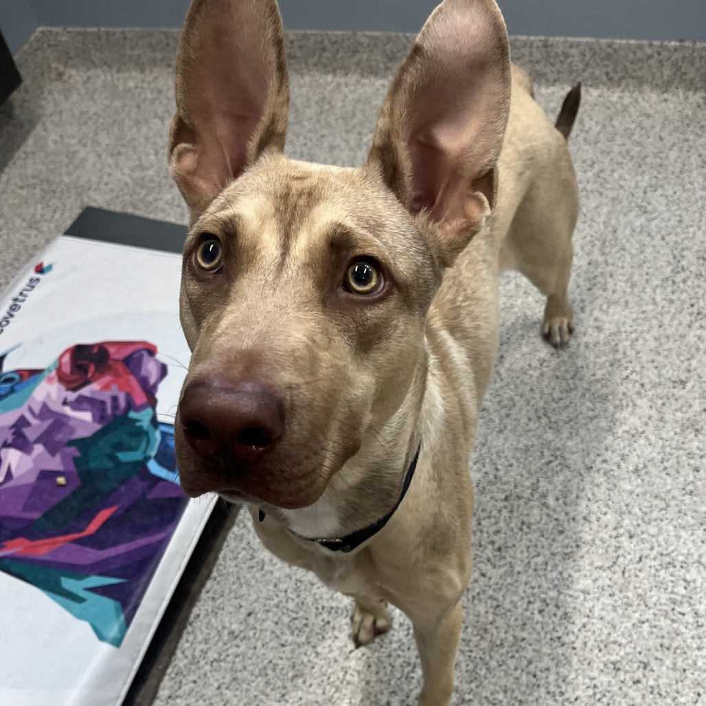 Earthworm Jim — thumbnail 2