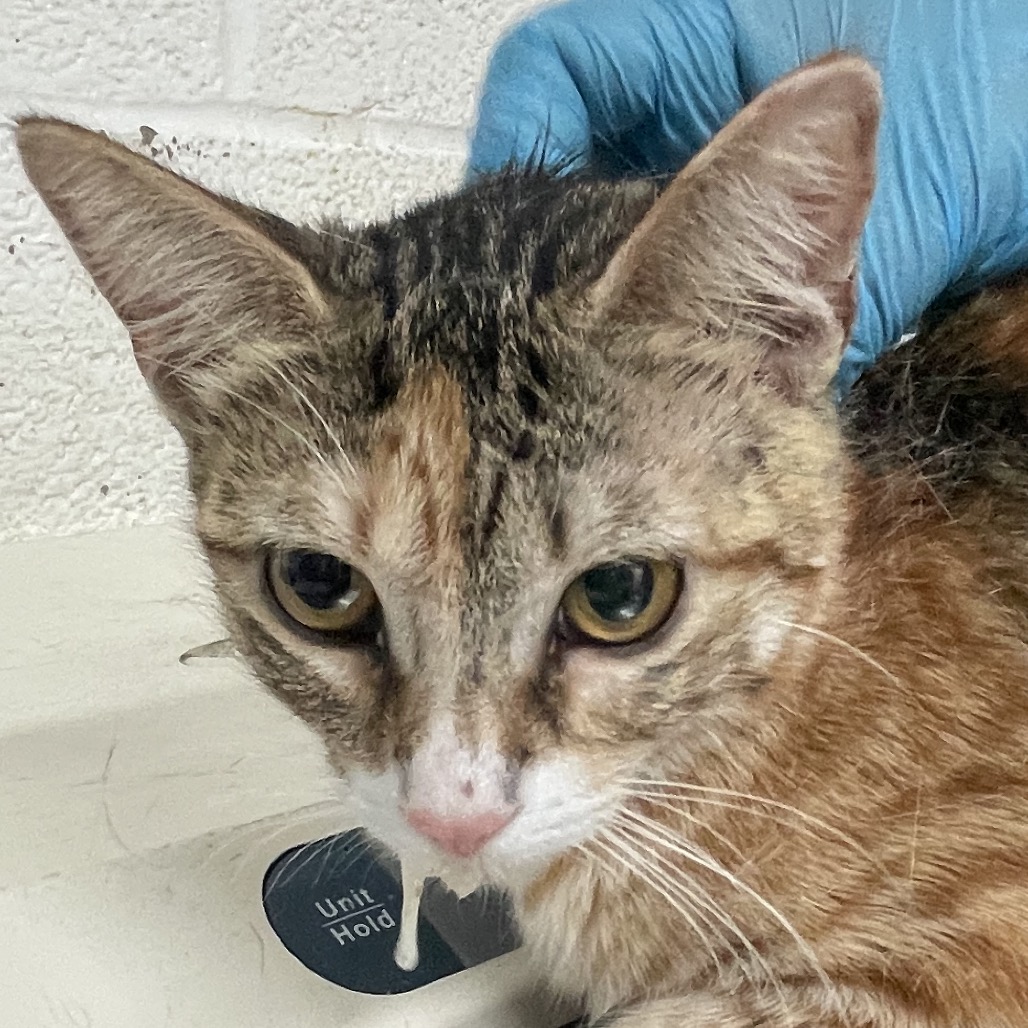RUBY - Domestic Shorthair available for adoption