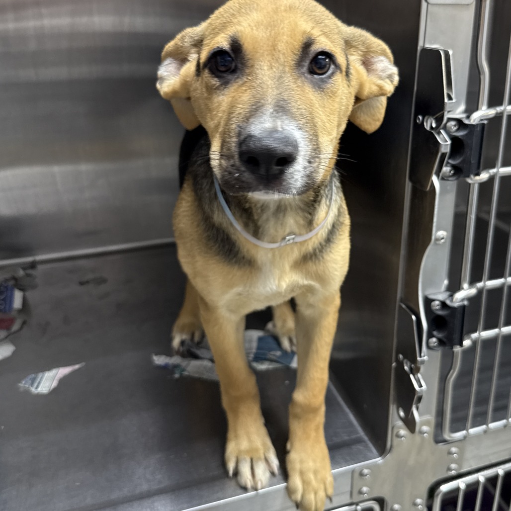 KILOWATT - Shepherd, Anatolian / Mix available for adoption