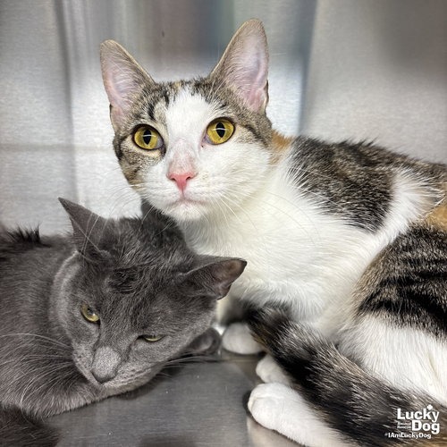 TULLY - Domestic Shorthair available for adoption
