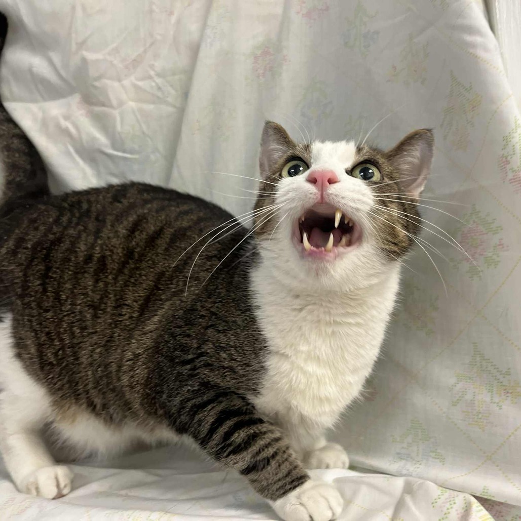 Aramis — thumbnail 4