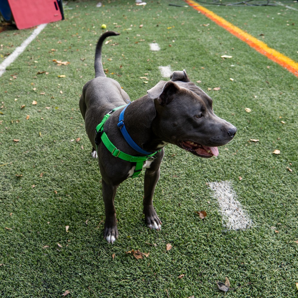 ARTHUR - Terrier / American Pit Bull available for adoption