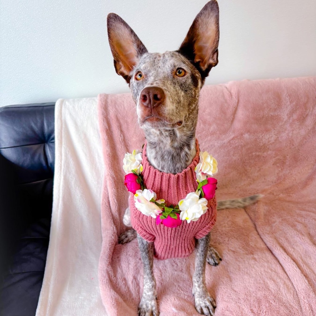 Maggie O'Hooligan/Mom 