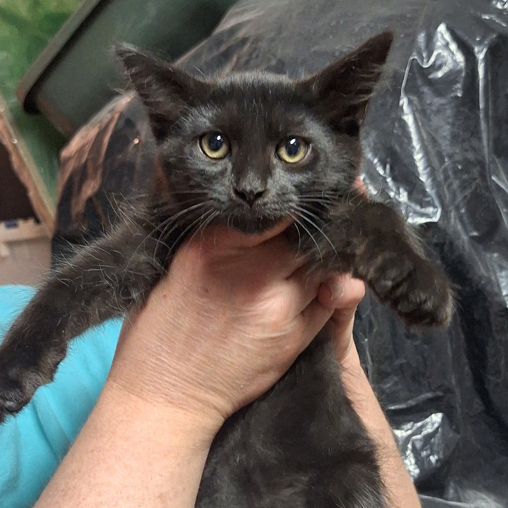 CHEWBACCA - American Shorthair available for adoption
