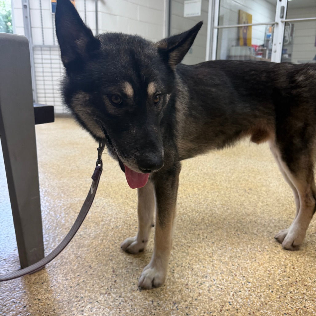 ROCKY - Husky available for adoption