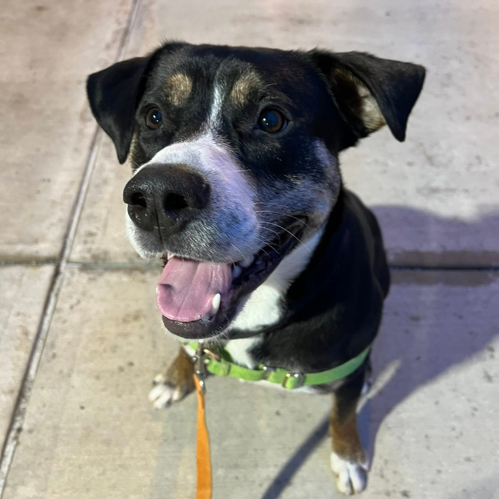 Photo of Swiss Miss 20