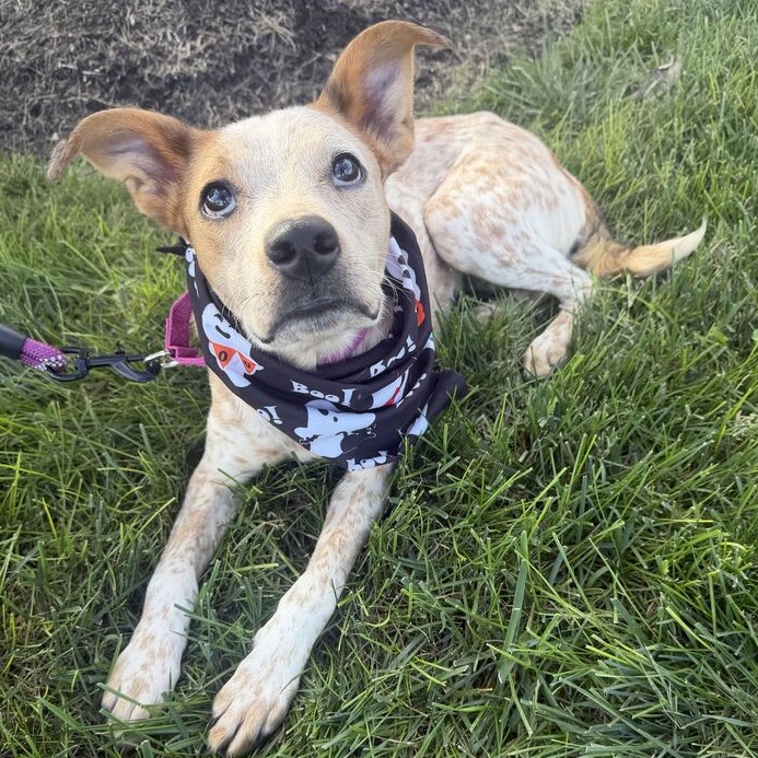 THUMPER - Cattle Dog, Australian (Red Heeler) / Mixed Breed (Medium) available for adoption