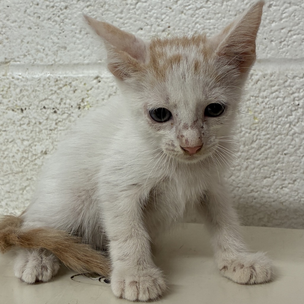 JO - Domestic Shorthair available for adoption