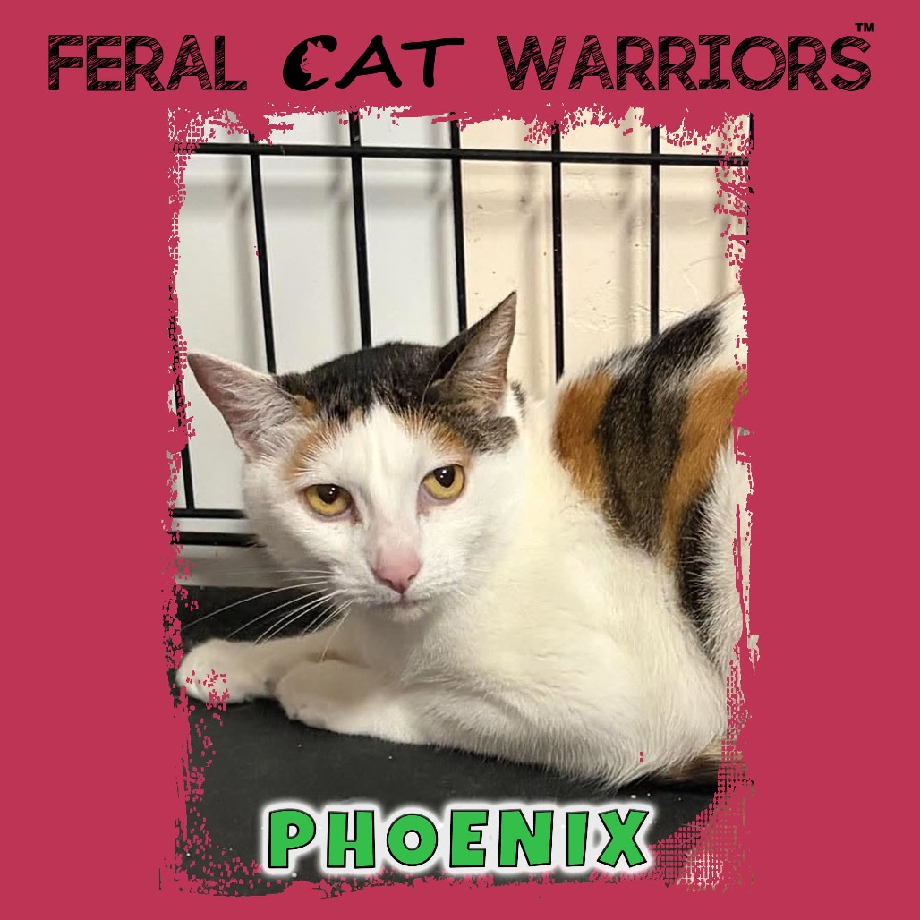 Phoenix