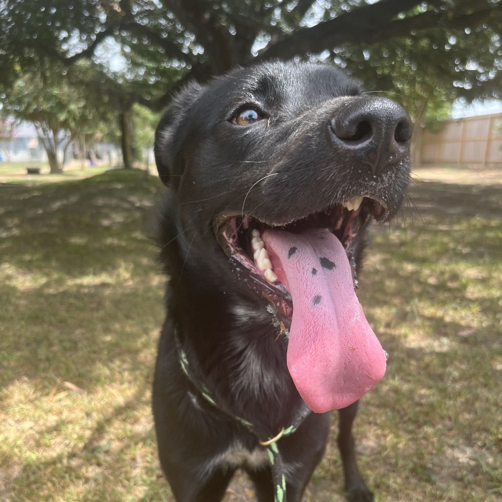 BAZOOKA GUM - Mixed Breed (Medium) available for adoption