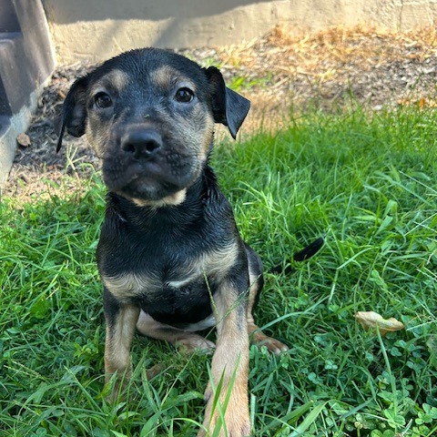 BILLIE - Mixed Breed (Medium) available for adoption