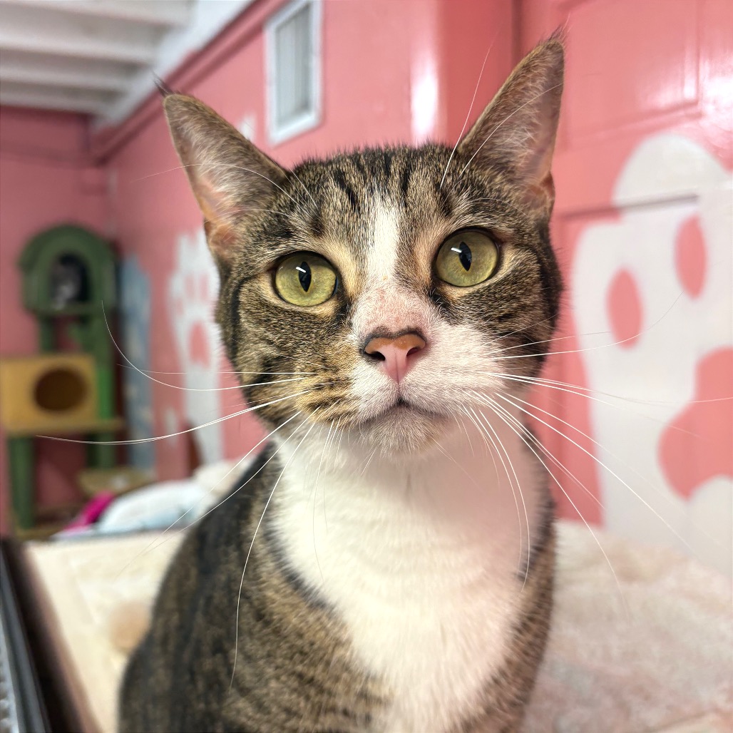 ASHER - Domestic Shorthair available for adoption