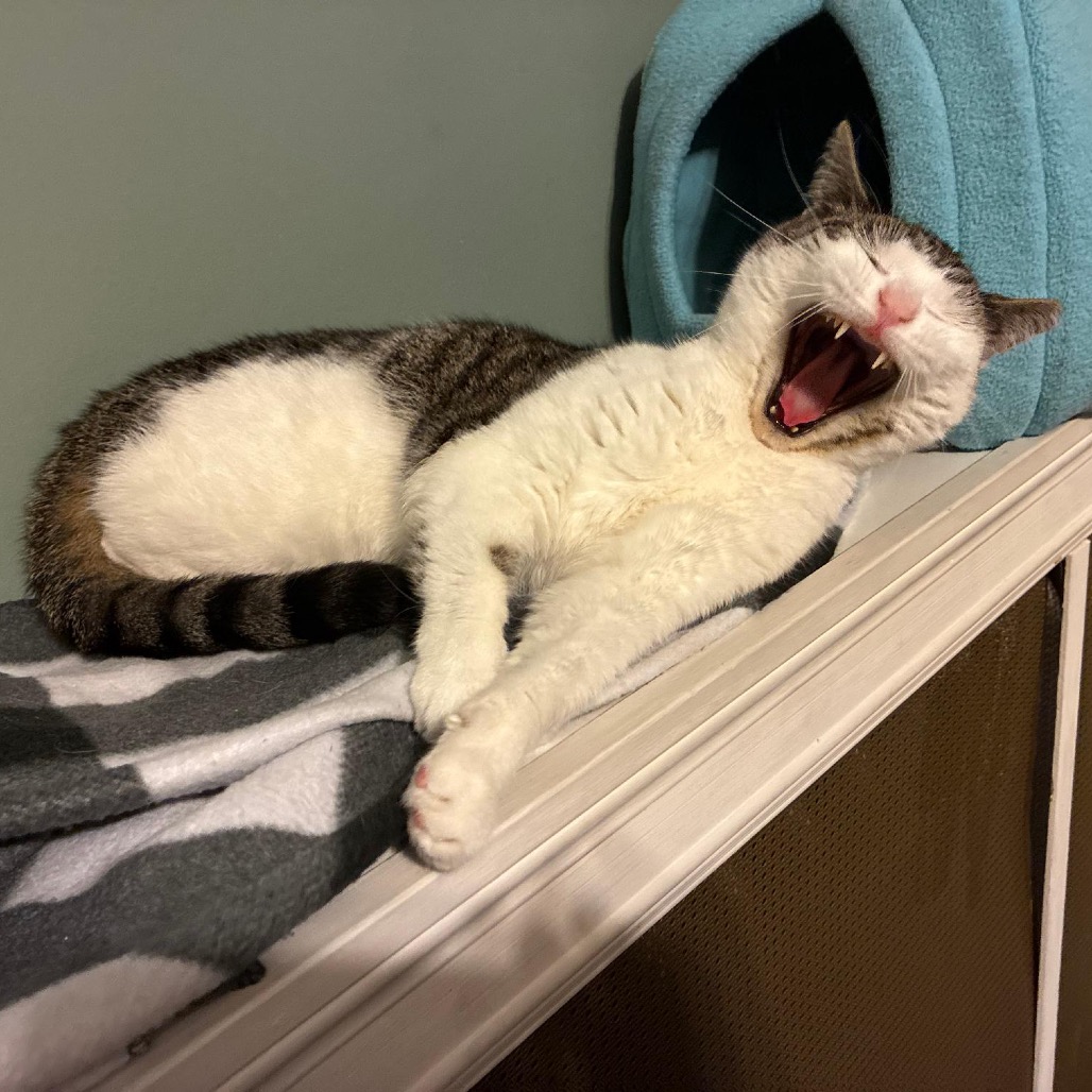 Lucy, photo 14