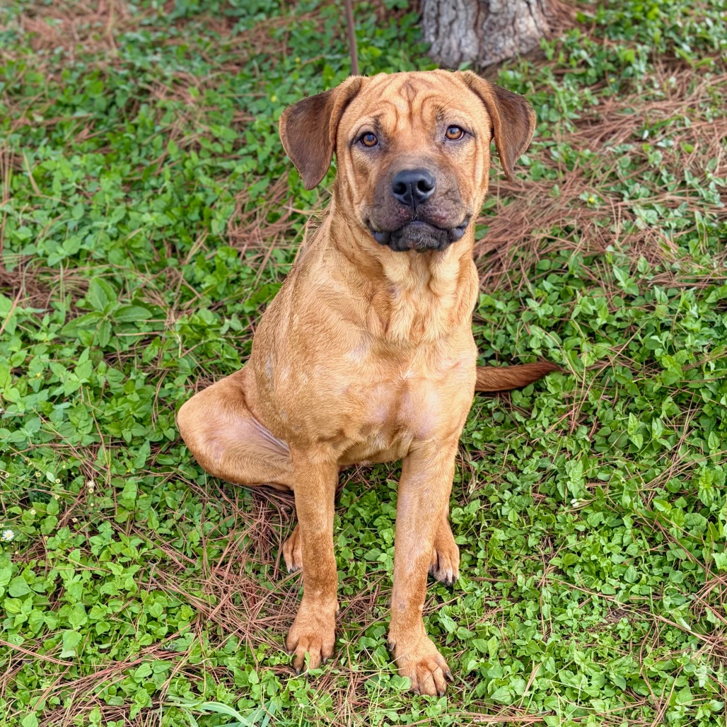 Athena 26-09-108, photo 2