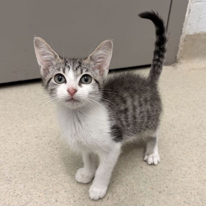QUESO (BONDED TO OMELETTE) - Domestic Shorthair available for adoption