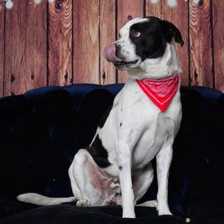 Photo of Beau