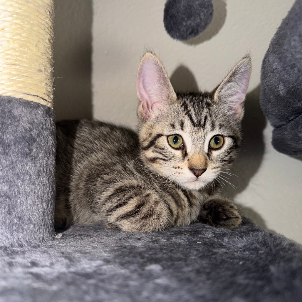 Bach: Male 4 Domestic Shorthair