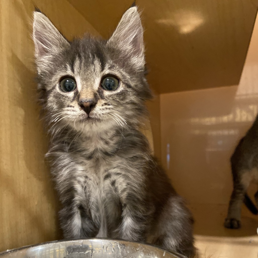 FARRAH - Domestic Longhair available for adoption