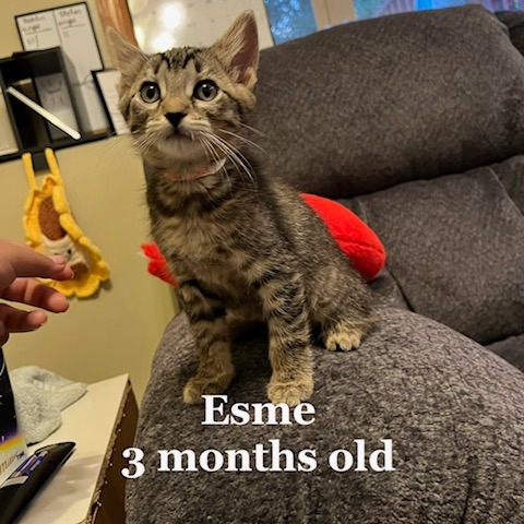 Esme C12415