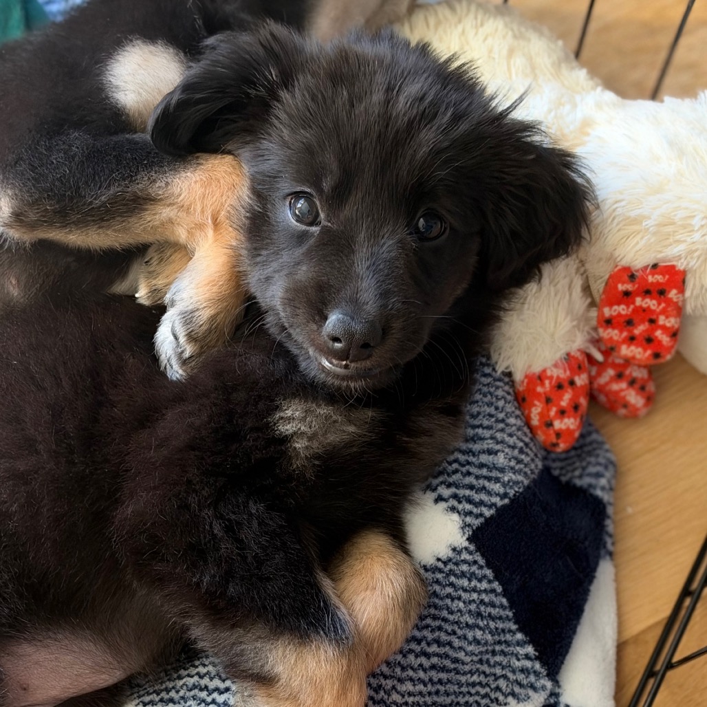 Mabel, photo 7 of 7