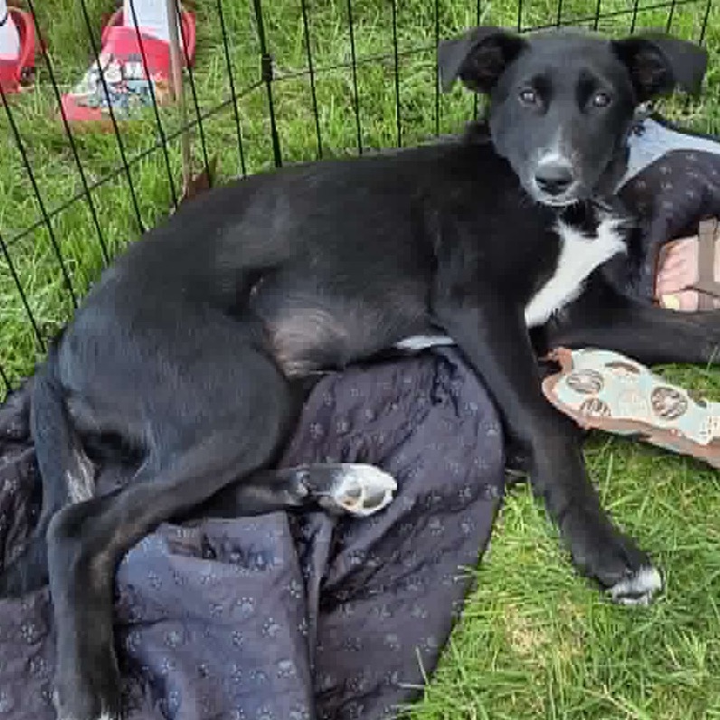 Adoptable Dogs — Rescue Network
