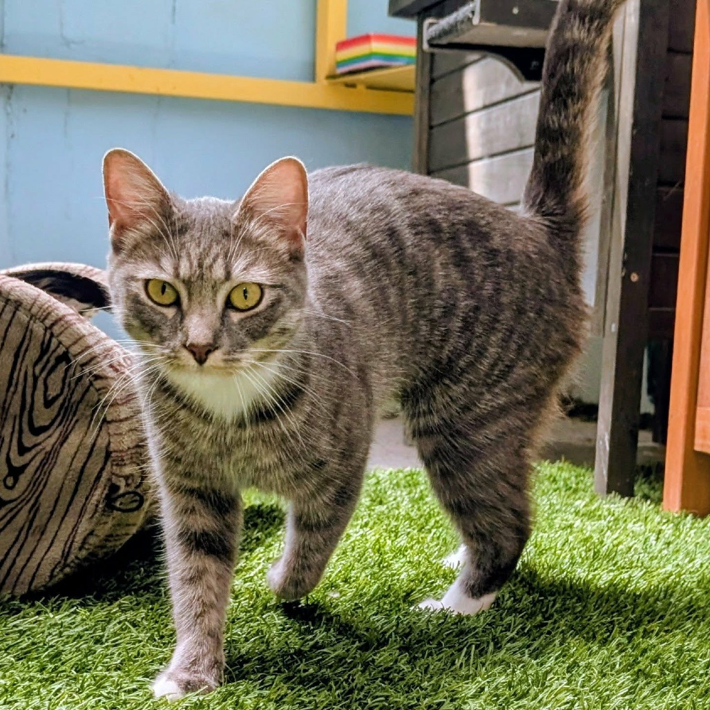 CHROMA - Domestic Shorthair for adoption in Las Cruces