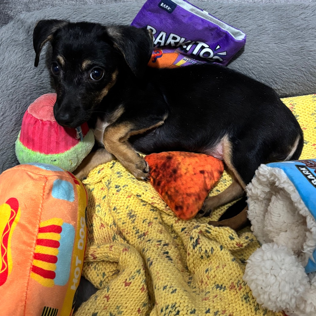 LITTLE BEAR - Terrier available for adoption