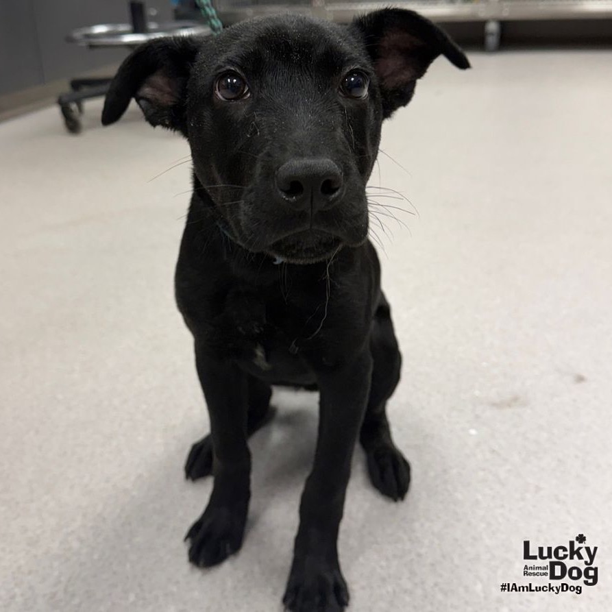 NOAH - Retriever, Black Labrador / Terrier available for adoption
