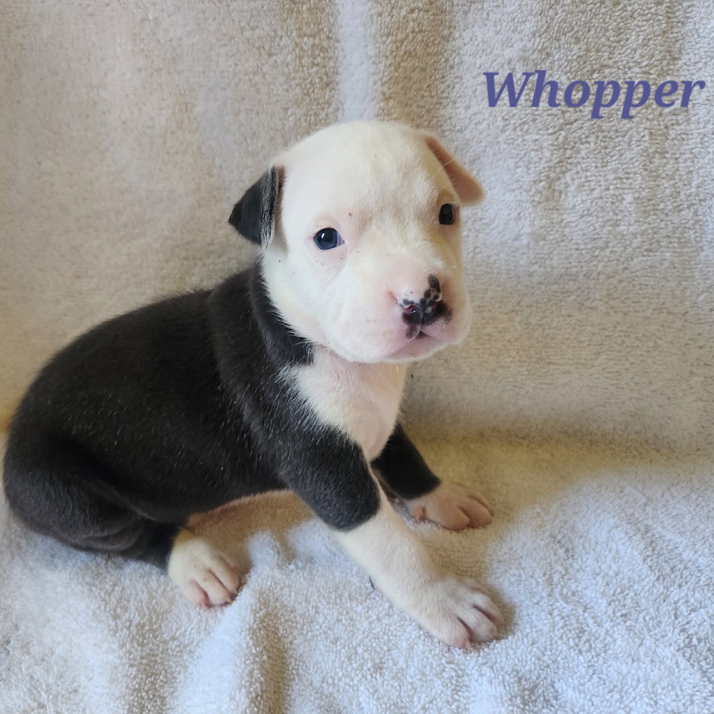 Whopper