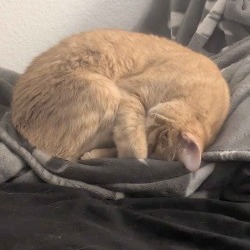 Hot Honey picture #9