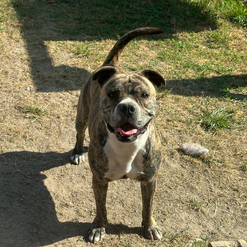 Good Boi