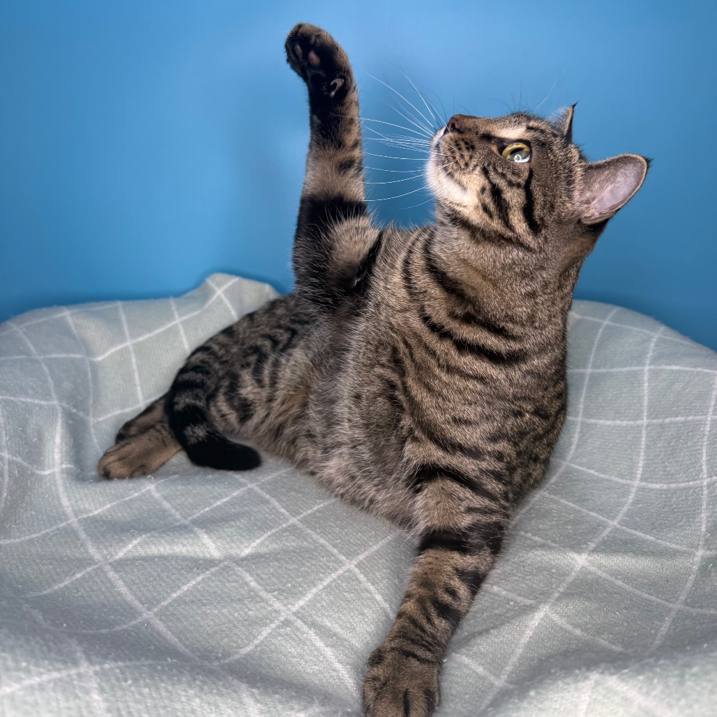 FAVA BEAN - Domestic Shorthair available for adoption