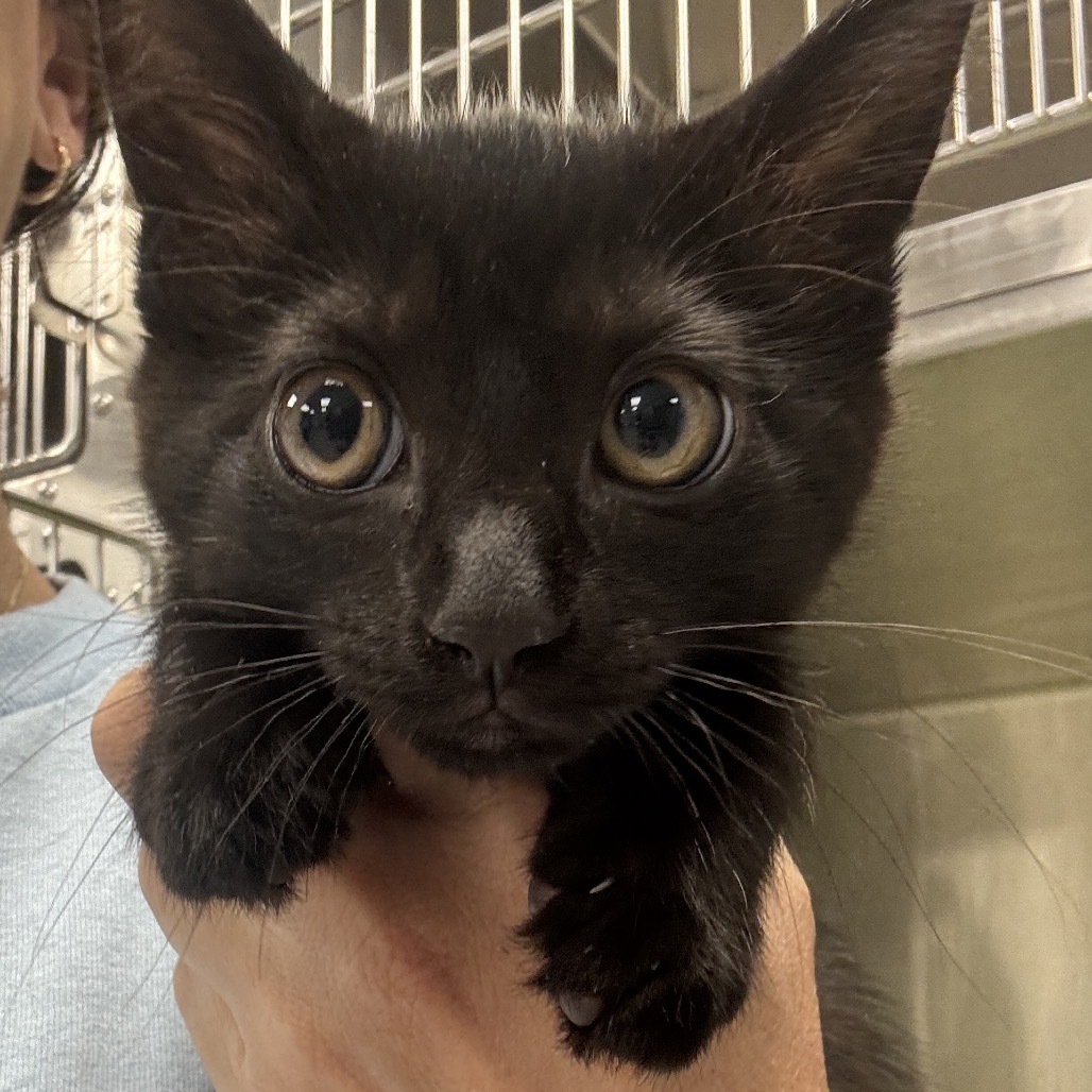 ZINNIA - Domestic Shorthair available for adoption
